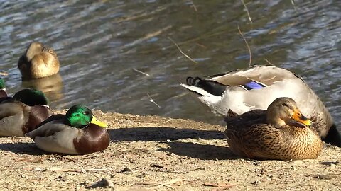 CatTV: duck on shore multiple