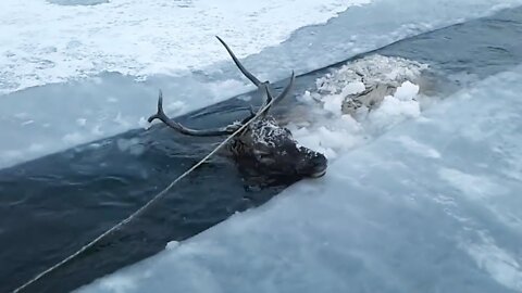 Red Deer Rescued from Frozen River in Siberia