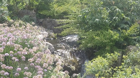 Birds Bathing In A Creek