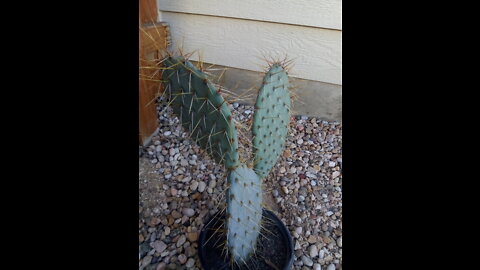 Using cactus plants in the yard
