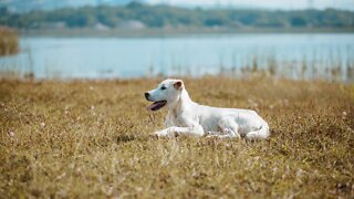 23ABC In-Depth: Keeping Pets Safe This Summer