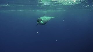 Amazing close encounter with friendly killer whale