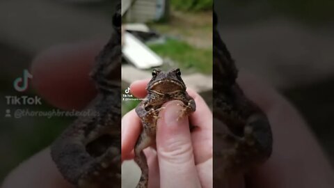 tiny little toad I found while herping this morning