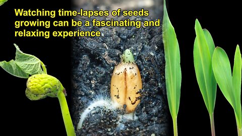 I Could Watch Time Lapses Of Seeds Growing All Day