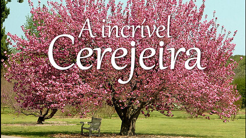 A incrível Cerejeira do Japão | Japan's incredible Sakura | JV Jornalismo Verdade