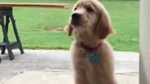 3-legged puppy conquers massive doorway challenge