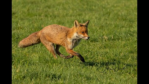 Slideshow tribute to Foxes 🦊 .