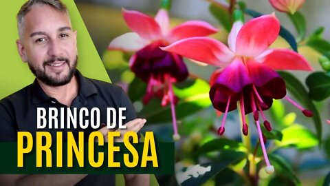 Como plantar o Brinco de Princesa, dicas e cuidados - Fúcsia