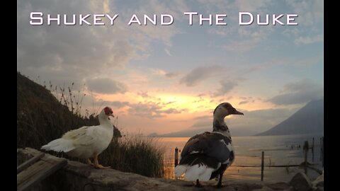 SHUKEY & THE DUKE :Trailer 4 the new DUCKUMENTARY ~ released to the world on June 22 2022.