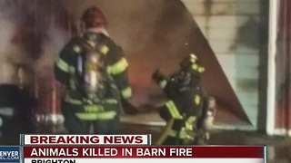 Horses killed in barn fire