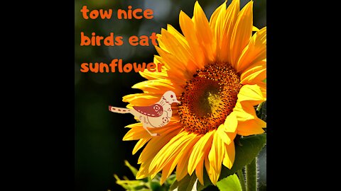 Watch these tow nice birds eat sunflower