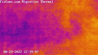 Bird flying close on thermal cam @ 22:39 8/29/2022