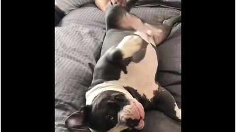 Pup literally cries out the instant his massage stops