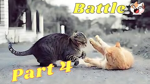 Cat Battle Part 4