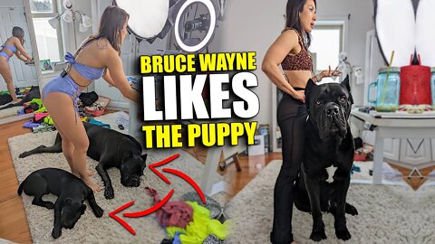 Doggy Daycare Goes WRONG! Bruce Wayne Likes The Puppy!