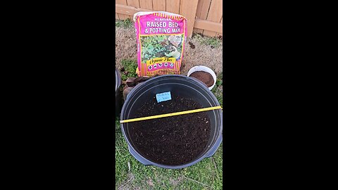 Planting Seed Potatoes in 50 Gallon Plastic Tubs