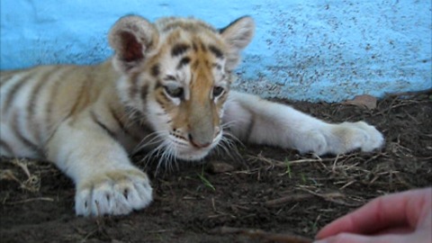 Sleepy tiger cub plays with a stick