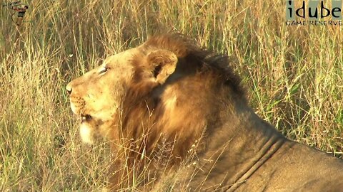 Powerful Roar of 3 Male Lions