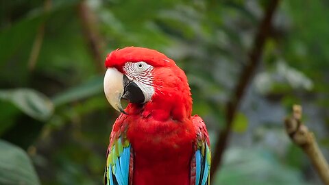 a very beautiful parrot