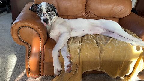 Rescued Great Dane Houseguest Makes Herself Right At Home