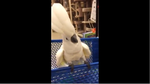Cockatoo goes off on cats at pet store