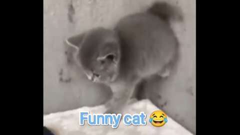 Funny cat and kittens 😂 she hit me when mama using cycle