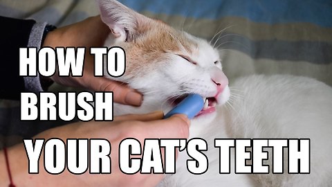 How to brush your cat's teeth