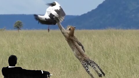 Leperd Leaps for Bird [Intradimensional Cable]