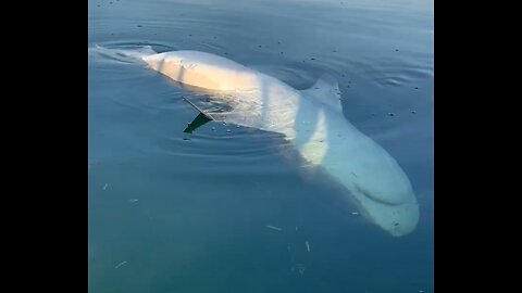 Giant Tiger Shark playing Dead ??? 😱