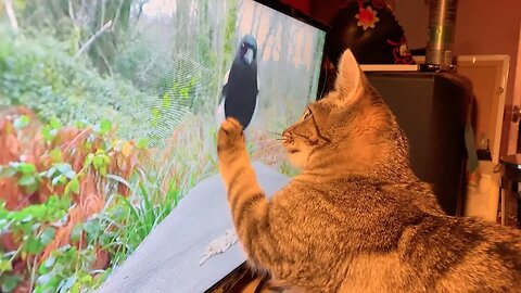 Kitty Watches Videos for Cats