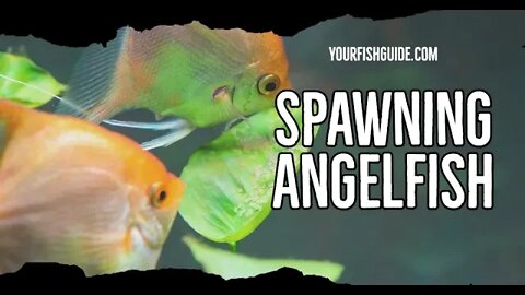 How To Tell If Your Angelfish Eggs Are Fertilized | YourFishGuide.com