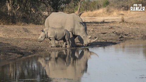 Mother And Baby Southern White Rhinoceros Reflections