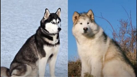 The difference between Malamute and the Siberian Husky