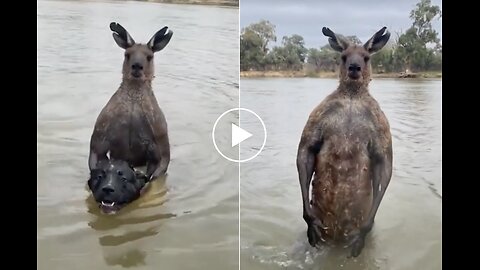 Australian Man Fights Kangaroo Trying To Drown His Dog