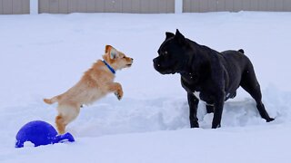 Cane Corso & Golden Retriever Puppy Play Fight RAW Home Video