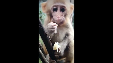 Baby cute monkeys are gifted of the wild nature!