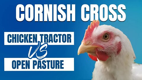 How To Raise Cornish Cross: Chicken Tractor vs Open Pasture