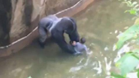 RIP HERAMBE, Gorilla was 'trying to PROTECT' four year old boy at zoo before it was shot dead