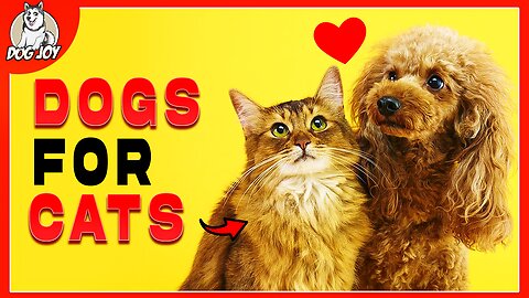 Best Dog Breeds for Cats