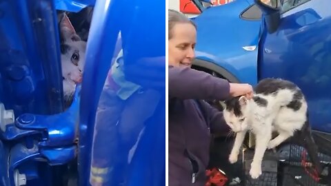 Cat Rescued From The Wheel Arch Of Vehicle