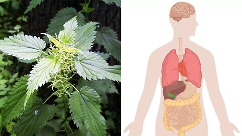 Health Benefits of Stinging Nettle (Urtica Dioica)