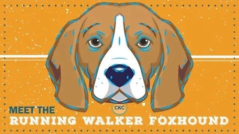 Running Walker Foxhound | CKC Breed Facts & Profile