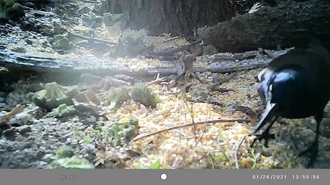 Gorgeous 😍black bird🐦 enjoying the day🌞 #cute #funny #animal #nature #wildlife #trailcam #farm