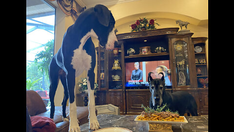 Pot Roast Makes Great Dane Forget Her Table Manners