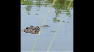 florida gator