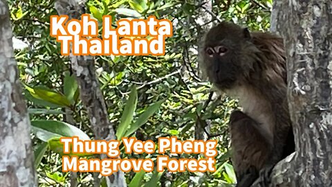 Thung Yee Pheng Mangrove Forest - Koh Lanta Thailand 2022