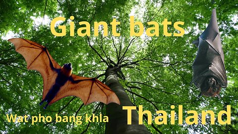 giant bats bang khla thailand