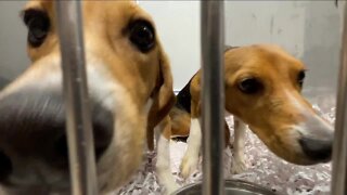 Humane Society of Tampa Bay welcomes beagles rescued from mass-breeding facility