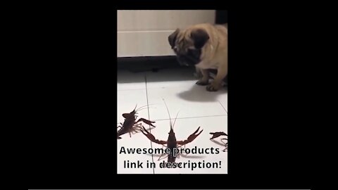 Crayfish worship dog god! so funny! 😂 #shorts