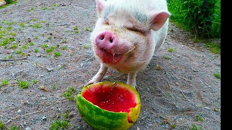Rescued pigs are ecstatic when treated to watermelon